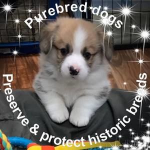 Meet your Posher, Annie